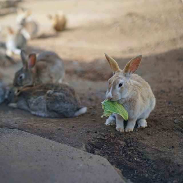 Hopping Haven: Rabbit Feeding Joy at Nokonoshima