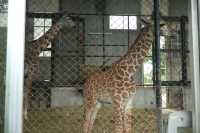 鹿兒島平川動物園探險之旅
