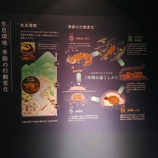 オオサンショウウオを堪能できる　京都水族館