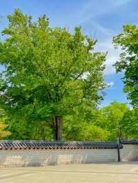 울창한 대나무숲 포토존이 유명한 전주 핫플!🍃🎋