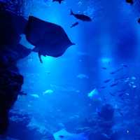 海の生き物ってどうやって眠るの？　夜の京都水族館