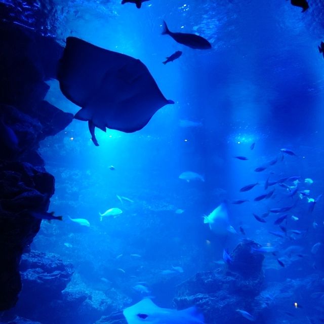 海の生き物ってどうやって眠るの？　夜の京都水族館