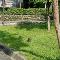 大溪中正公園