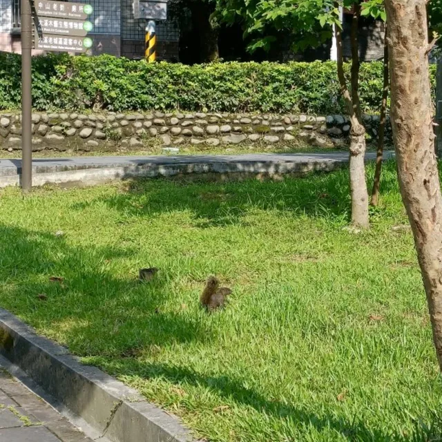 大溪中正公園