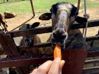 🐷埔心牧場：自然之慢生活 🐮