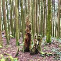 The Gorgeous Alishan Nature Reserve