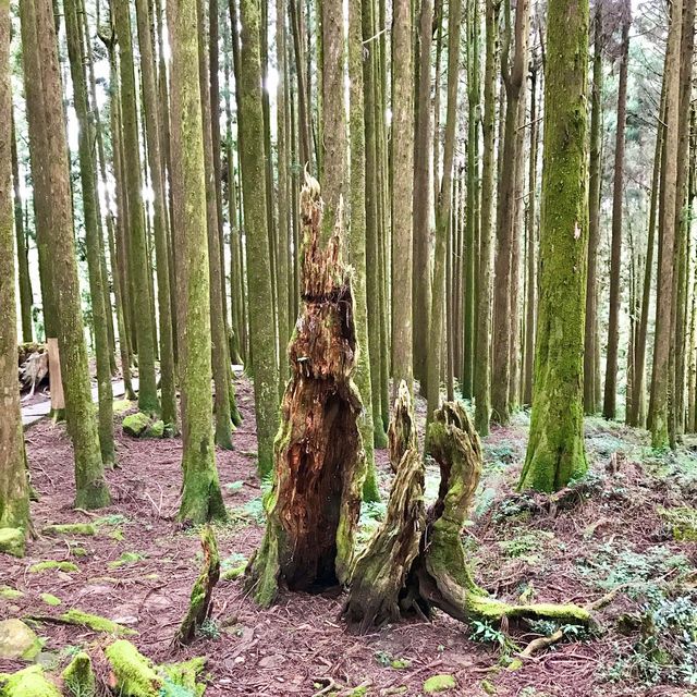 The Gorgeous Alishan Nature Reserve