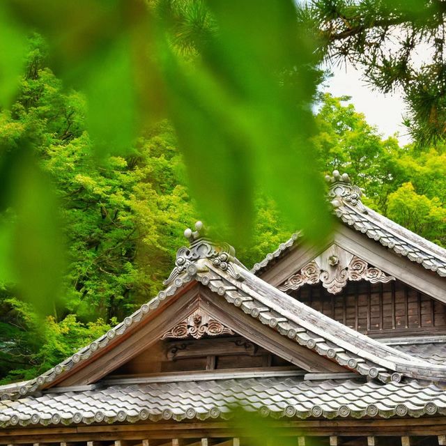 ⛩️🌸 雷山千如寺：靜謐與美麗的禪修之旅 🍃🏯✨