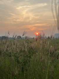 Fantastic Sunset View with Paddy Field