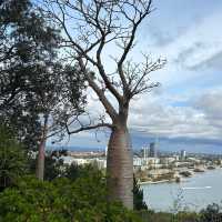 Kings Park, Perth 🇦🇺