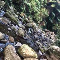 Healthy tour in Lamington National Park 
