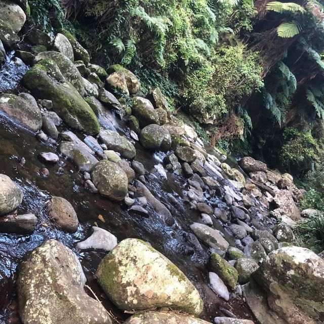 Healthy tour in Lamington National Park 