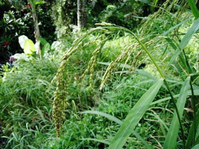 Rice terrace hike