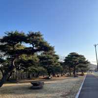 경주 플라비우스