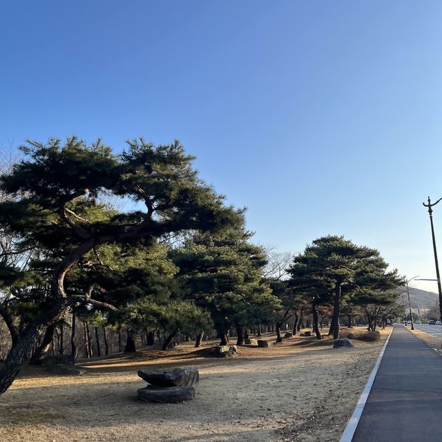 경주 플라비우스