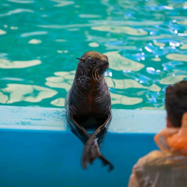  ดูแมวน้ำ 🦭 เล่นกับโลมา 🐬
Dolphins Bay Phuket