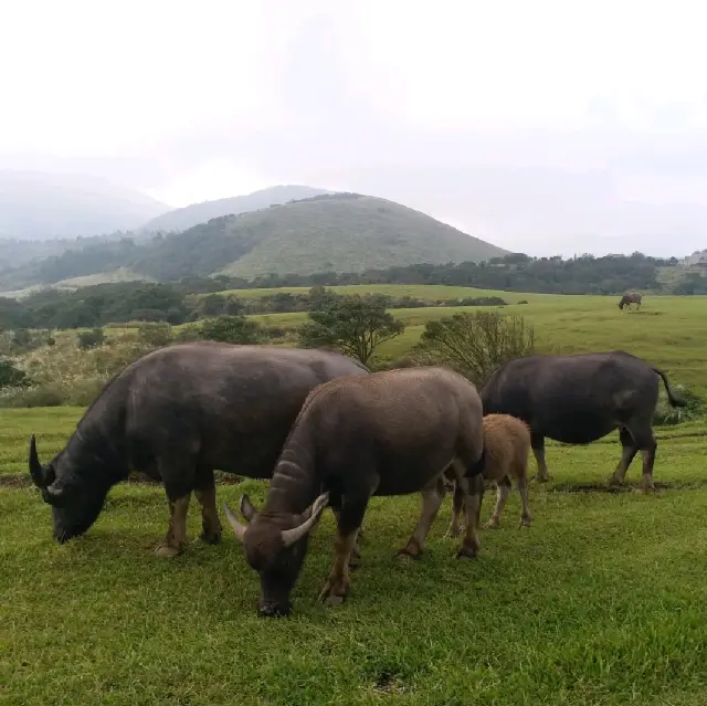 ⛰擎天崗上睇👀🐂🐮⛰