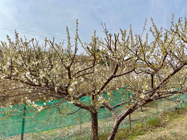 부산 매화꽃가득 기장 매화원 🌸