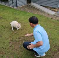 Wallaby ที่ไม่ใช่ จิ้งโจ้ Unseen Bruny Island