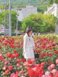 대구에서 가장 핫한 유명장미명소 🌹💗