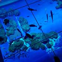 沖繩景點DMM_Kariyushi水族館 