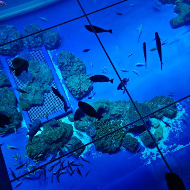 沖繩景點DMM_Kariyushi水族館 