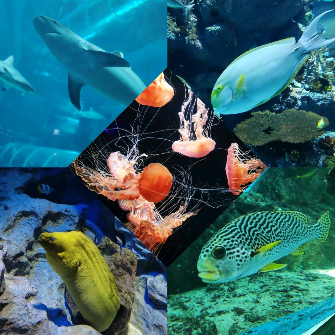 S.E.A. Aquarium at Sentosa | A Marine Wonderland - Diverse marine habitats showcased at S.E.A. Aquarium