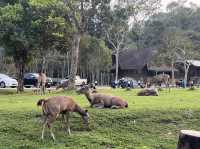 ลานกางเต้นท์ลำตะคอง อุทยานแห่งชาติเขาใหญ่