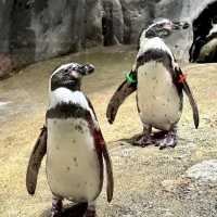 DMM Kariyushi水族館-將科技融入水族館內