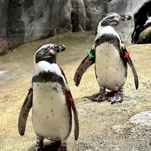 DMM Kariyushi水族館-將科技融入水族館內