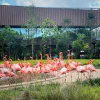 Around the world in Bird Paradise 🦅