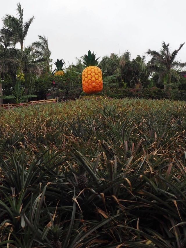 沖繩夏日親子遊‼️旅行🧳必去超得意菠蘿🍍主題名護鳳梨園