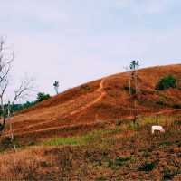 ภูเขาหญ้า