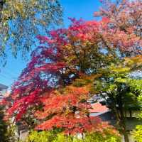 【長野県/美しい紅葉🍁と庭園を縁側から眺められるお寺】