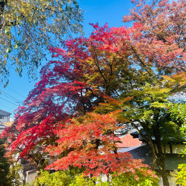 【長野県/美しい紅葉🍁と庭園を縁側から眺められるお寺】