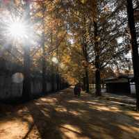 Damyang Metasequoia Road