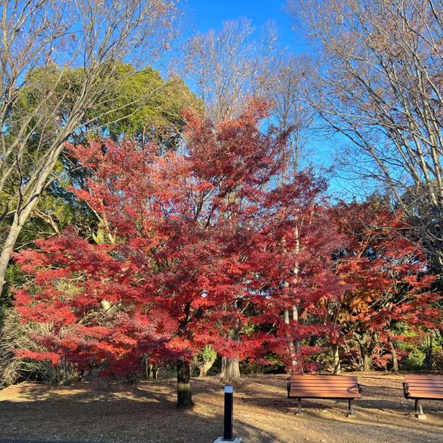 昭和公園にあるお洒落なカフェ