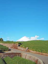 【静岡】茶畑も桜エビも堪能しちゃおう旅🏔️🌸🦐