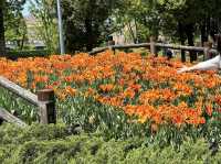 Japanese Tulip Fair 