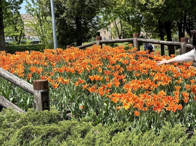 Japanese Tulip Fair 