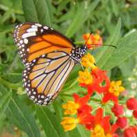 Butterfly Spotting at Hort Park SG