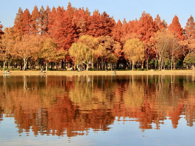 The largest park in Tokyo
