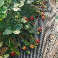 Strawberry Picking 