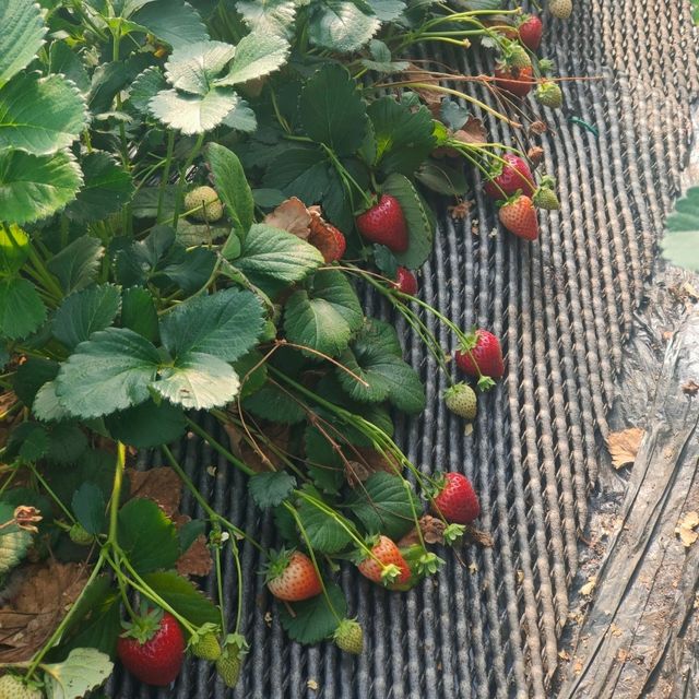 Strawberry Picking 