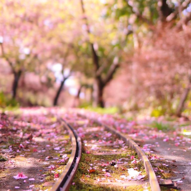 富士山×桜が絶景！神奈川のおすすめ桜スポット