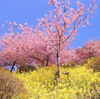 富士山×桜が絶景！神奈川のおすすめ桜スポット