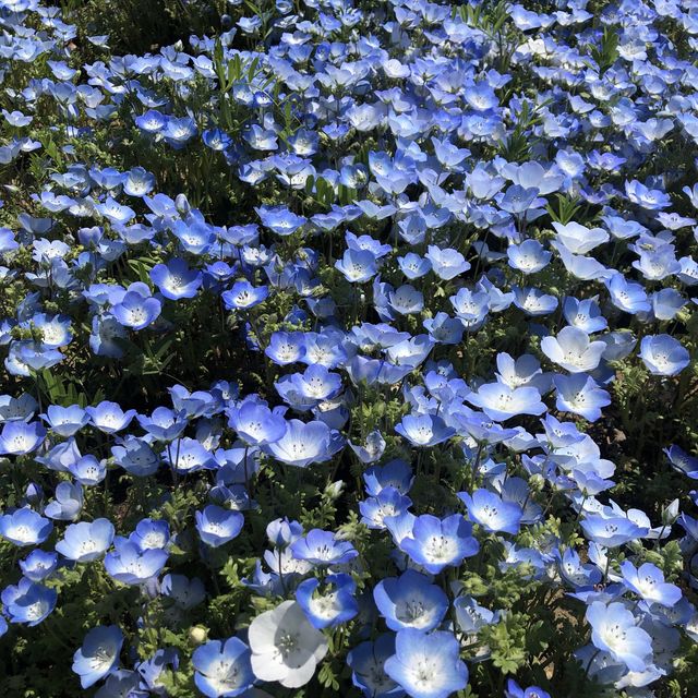 【國營日立海濱公園】藍粉蝶的夢幻山丘📷🦋