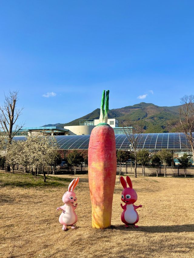 아름다운 홍매화 꽃들을 볼 수 있는 구례 공원🌸💗