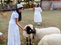 Merino Sheep Farm น้องแกะน่ารัก 