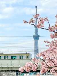 【旧中川の桜/東京都】河津桜と大寒桜、スカイツリーも楽しめる！